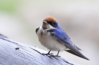 Hirundo smithii